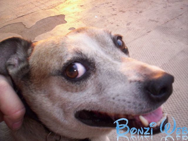 Wilow  -  Las Mascotas, Aldo Bonzi  -  BonziWeb